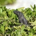 iguana_green_ccr_gc_v_0014_cay1477.jpg